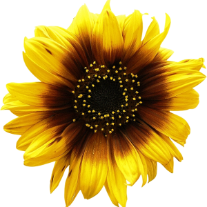 Sunflower PNG