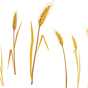 Wheat PNG