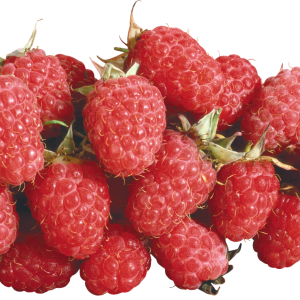 Rraspberry PNG image