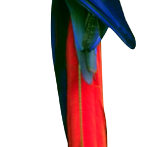 Parrot PNG images, free download