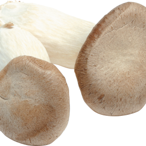 Mushroom PNG image