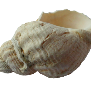 Seashell PNG