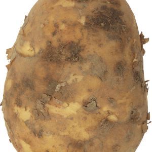 Big potato PNG