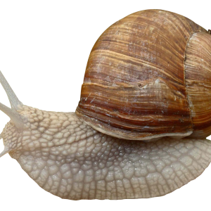 Snail PNG