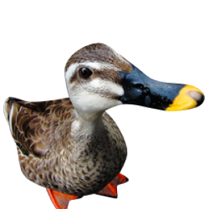 Duck PNG image