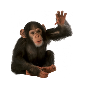 Monkey PNG