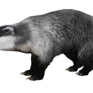 Badger PNG