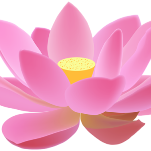 Lotus flower PNG
