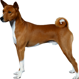 Dog PNG