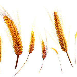 Wheat PNG