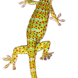 Gecko PNG