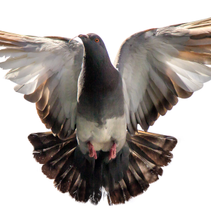 Pigeon PNG