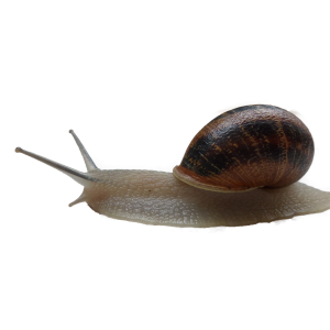 Snail PNG