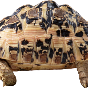 Turtle PNG