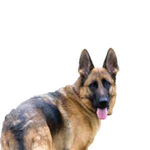 German Shepherd PNG