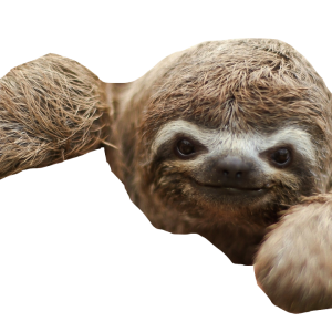 Sloth PNG