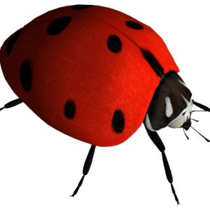 ladybug PNG image