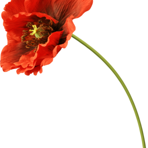 Poppy flower PNG