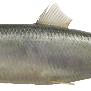 Fish PNG