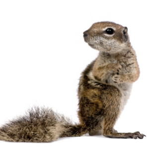 Squirrel PNG