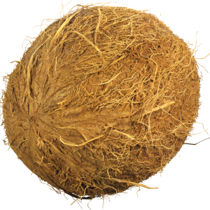 Coconut PNG image