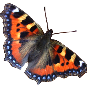 Butterfly PNG image
