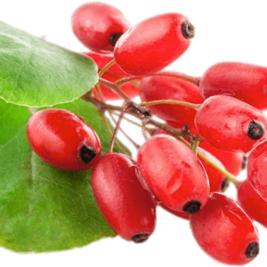 Berberis PNG