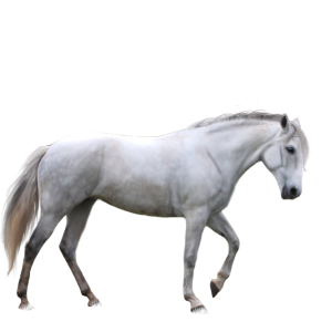 horse png image, free download picture, transparent background