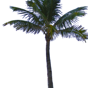 Palm tree PNG