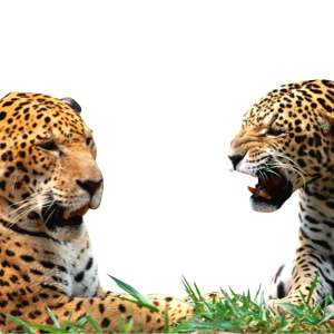 Leopard PNG