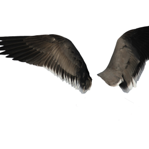 Wings PNG