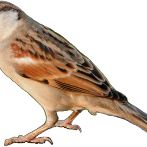 Sparrow PNG