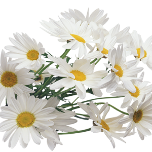 Camomile PNG image, free flower picture