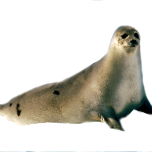 Harbor seal PNG