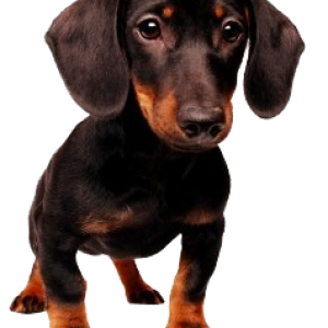 Dachshund PNG