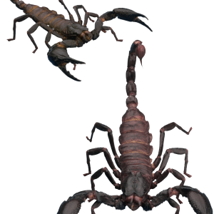 Scorpion PNG