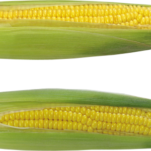 Corn PNG