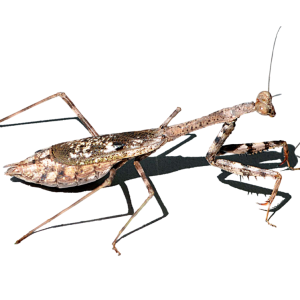 Mantis PNG