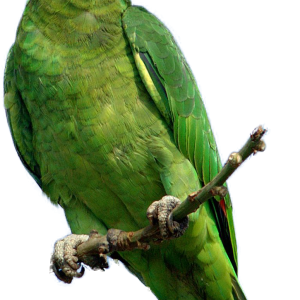 Green parrot PNG images, free download