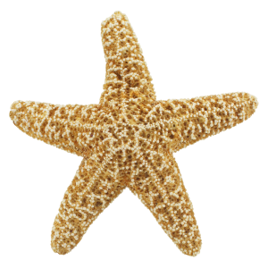 Starfish PNG