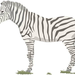 Zebra PNG image