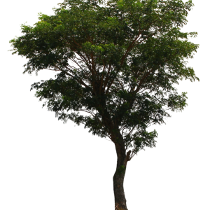 tree PNG