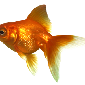 Goldfish PNG