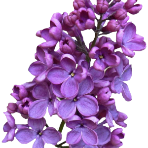 Lilac PNG