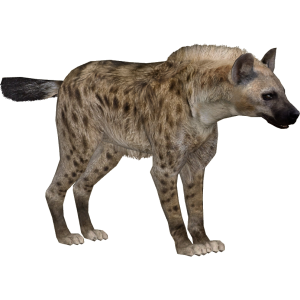 Hyena PNG