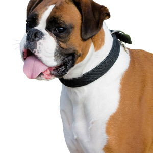 Dog PNG