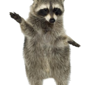 Raccoon PNG