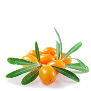 Sea buckthorn PNG