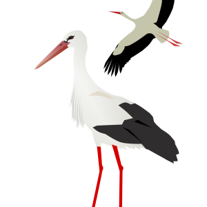 Stork PNG