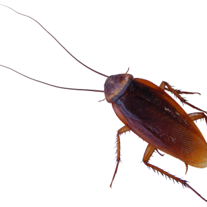 Roach PNG